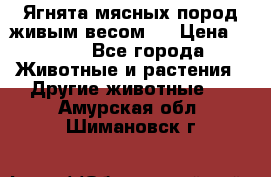 Ягнята мясных пород живым весом.  › Цена ­ 125 - Все города Животные и растения » Другие животные   . Амурская обл.,Шимановск г.